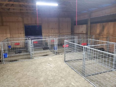 Show Lamb Pens, Show Goat Pen Ideas, Goat Stalls, Goat Pens, Goat Life, Sheep Barn, Milk Goats, Livestock Judging, Sheep Pen