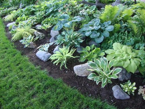 Hostas Garden Ideas, Hosta Gardens Layout, Hosta Garden Ideas, Hostas Garden, Ferns Garden, Shade Garden Plants, Gardens Ideas, Hosta Gardens, Hosta Plants