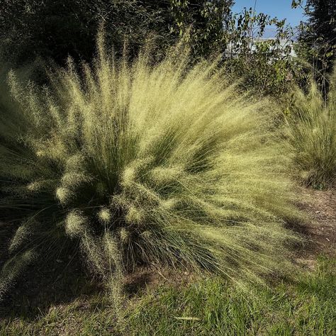 I just love the airy flow of the grasslands and you can evoke this dreamy, calming landscape in your own garden by planting this warm season grass. Muhly grass comes in various cultivars and with ‘Pink Cloud’ being most common. Also pictured here is the ‘White Cloud’. The white and pink parts of the plant are the flowers, and since this is a warm season grass it looks its best right now. In the winter, these need to be coppiced and pruned down to thrive in the following warm season months. Mu... Season Months, Parts Of The Plant, Seasons Months, Pink Cloud, White Cloud, Pink Clouds, In The Winter, Just Love, Planting