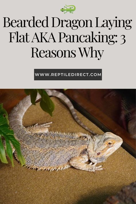 A bearded dragon lies flat in its enclosure next to a green plant, with the text 'Bearded Dragon Laying Flat AKA Pancaking: 3 Reasons Why' and a website URL displayed above it. Lizard Habitat, Bearded Dragon Care, Happy And Healthy, Bearded Dragon, Body Language, Wonder, Animals