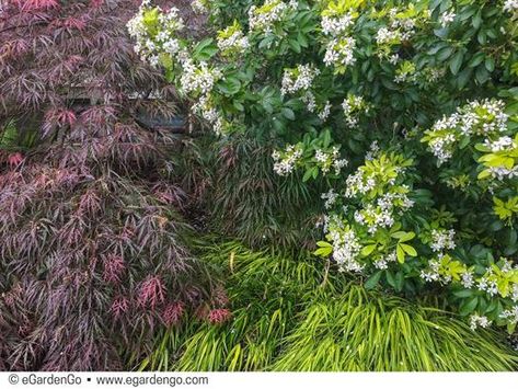 Choisya ternata 'Sundance' | Common Name: Sundance Mexican Orange | eGardenGo Choisya Ternata, Orange Landscape, Hakonechloa Macra, Geranium Plant, Gold Foliage, Hardy Geranium, Grass Type, Border Plants, Woodland Garden