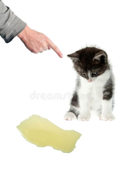 Hand scold peeing cat. Illustration of cat peeing at home problem. Hand scold pe , #Ad, #peeing, #scold, #Hand, #cat, #problem #ad Cat Stock Photo, Cat Pee, Cat Stock, Cat Spray, Cat Illustration, Small House, Photo Image, At Home, Stock Images