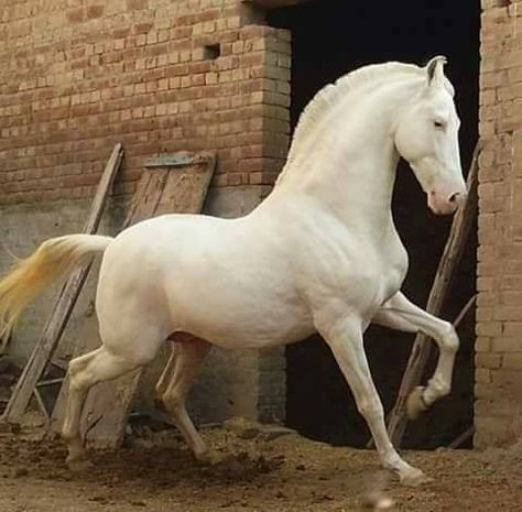 Ahal Teke, Marwari Horses, Regnul Animal, Cai Sălbatici, Rasy Koni, Horse Anatomy, Horse Inspiration, Akhal Teke, Andalusian Horse