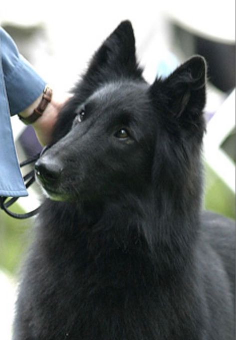 Belgian Groenendael, Belgian Shepherd Groenendael, Belgian Sheepdog, Belgian Shepherd, Dream Dog, Cover Photos, Dog Breeds, Dogs