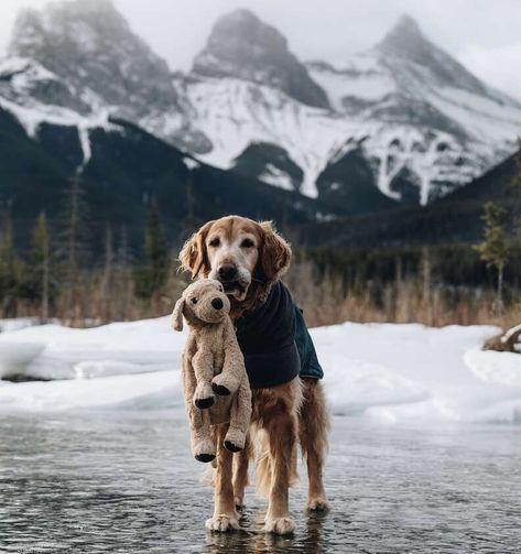 Senior Dog Has Spent 6 Years Bringing His Look-Alike Toy On Every Hike Golden Retriever Names, Hiking With Friends, Hiking Spots, Hiking Dogs, A Teddy Bear, Dog Rules, Hiking Trail, Animal Stories, Senior Dog