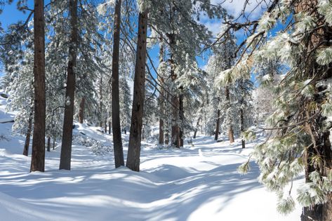 San Bernardino National Forest - Rim of the World Snow Play Area The Rim Of The World, Rim Of The World, San Bernardino National Forest, Snow Valley, Snow Play, San Jacinto Mountains, San Bernardino Mountains, Area Activities, Santa's Village