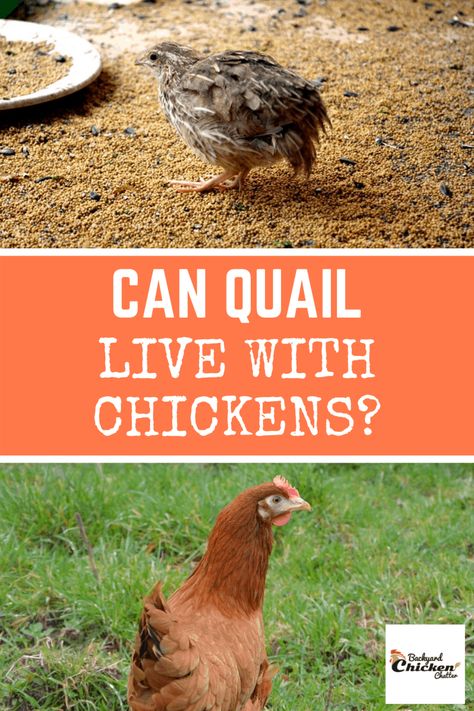 Chicken Feed Diy, Quail Pen, Preparedness Ideas, Button Quail, Quail Coop, Chicken Flock, Raising Quail, Half Chicken, Quails