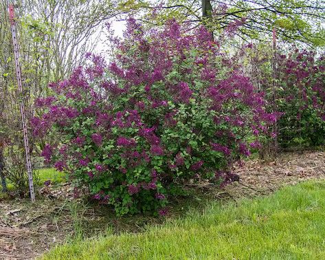 For lilac blooms that last into summer, the Bloomerang® Lilac is one variety you should try. These flowers have been bred to be disease-resistant, and they still attract curious hummingbirds and butterflies. Large Flowering Shrubs, Flower Garden Beds, Bloomerang Lilac, Shrubs For Borders, Lilac Plant, Low Maintenance Shrubs, Dark Purple Flowers, Lilac Bushes, Lilac Tree