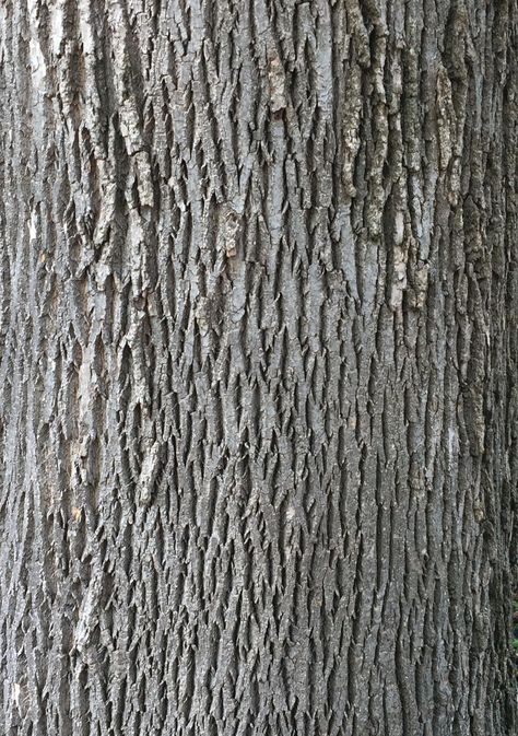 Willow Tree Bark, Bark Identification, Tree Trunk Ideas, Tree Bark Identification, Wood Identification, How To Identify Trees, Nature Knowledge, Oak Tree Bark, Identifying Trees