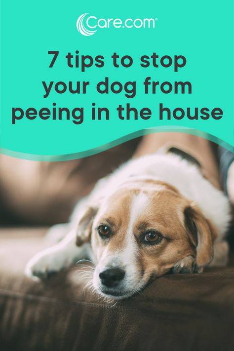 You know that sad, guilty look a dog flashes when he gets caught peeing in the house. Your first thought may be to scold him, but there could be medical reasons why your house-trained dog is going potty indoors. Take these tips on how to assess the situation and put the kibosh on canine accidents. #dogtraining Therapy Dog Training, Dog Potty Training, Dog Potty, House Training Dogs, Potty Training Puppy, Dog Training Advice, Dog Pee, Dog Brain, Dog Training Videos