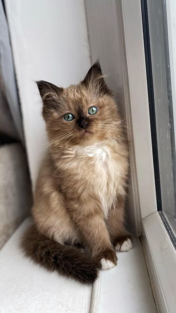 ATLAS & PHOEBE on Instagram: "Some kitten goodness to brighten your day 🤎 miss these little guys 🤍 . . . . #kitten #ragdoll #ragdollkitten #kittens #kittenvideo #catreels #ragdollworld #cutecat #minkragdoll" Seal Mink Ragdoll, Brown Ragdoll Kitten, Rag Doll Cat Ragdoll Kittens, Mink Ragdoll Cat, Ragdoll Cats And Kittens, Brown Ragdoll Cat, Ragdoll Cat Aesthetic, Cats Ragdoll, Kitten Breeds