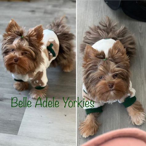 Stud Muffin, male Yorkie Chocolate Yorkie Puppy, Chocolate Yorkie, Male Yorkie, Yorkie Lovers, Stud Muffin, Yorkie Puppy, Yorkie, Puppy Love, Dogs And Puppies