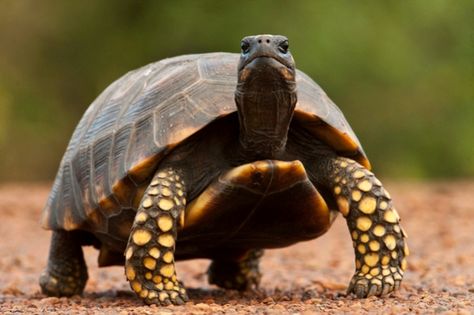 Yellow Footed Tortoise. South America. Aesthetic Animal Painting, Petting Animals, Tortoise Pictures, Turtle Pets, Tortoise Diet, Pet Tortoise, Tortoise Drawing, Animal Pfp, Russian Tortoise Diet