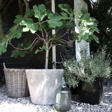 Photo: M i e k  Rosner-Regtop || My precious little fig tree in concrete pot || Instagram picture Fig Tree In Pot Outdoor, Potted Fig Tree Outdoor, Fig Tree In Garden, Fig Tree Outdoor, Fig Tree Garden, Potted Fig Tree, Fig Tree In Pot, Vertical Garden Plants, Bouquet Champetre