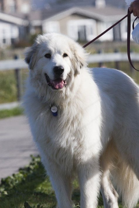 A Great Pyrenees dog. Quiet Dog Breeds, Worlds Largest Dog, Pyrenean Mountain Dog, Giant Dog Breeds, Livestock Guardian Dog, Big Teddy, Big Dog Breeds, Great Pyrenees Dog, Terra Nova