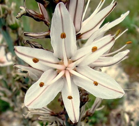 Asphodel Flower Drawing, Asphodel Flower Aesthetic, Asphodel Tattoo, Asphodel Flower Tattoo, Asphodel Aesthetic, Asphodel Flower, Poison Flowers, Persephone Cosplay, Lady Persephone