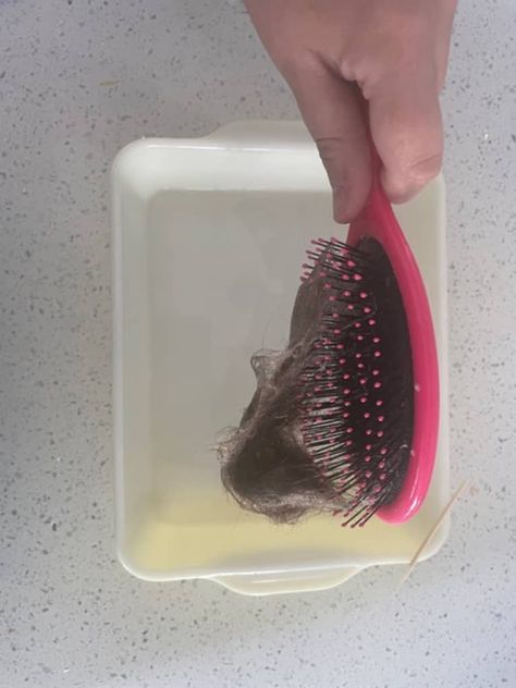 How to Clean Hair from a Hairbrush with Shampoo and a Toothpick | Apartment Therapy Pulling Hair Out, Natural Hair Removal Remedies, Clean Hairbrush, Underarm Hair Removal, Hair Due, Women Health Care, Body Hair Removal, Hair Vitamins, Clean Hair