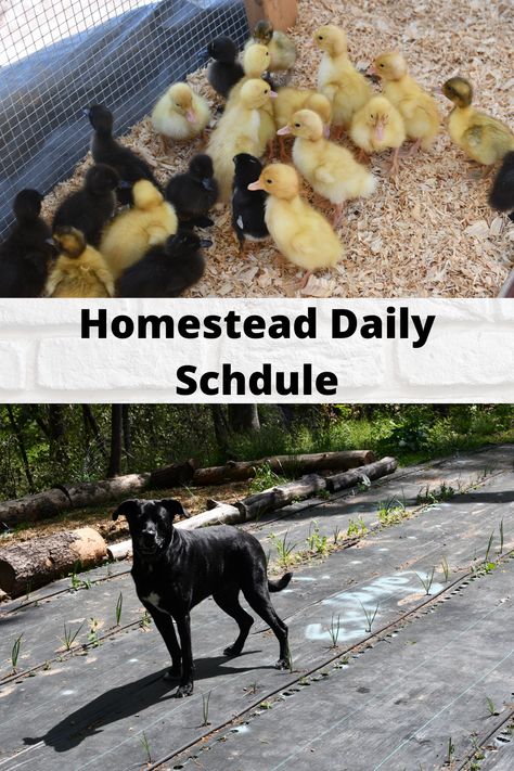 While the daily life of most homesteaders varies, it is pretty mundane and filled with work, work and more work. But truly a labor of love. #Steelravenfarms #homestead #yallhomesteadingisweird #homesteadingmama #raisinggoats #chickens #backyardbirds #milkgoats #mininubians #livingmybestlife Homesteading Daily Schedule, Homestead Schedule Daily, Homestead Schedule, Chickens And Ducks, Organizational Hacks, Raising Goats, Normal School, Daily Schedule, Backyard Birds