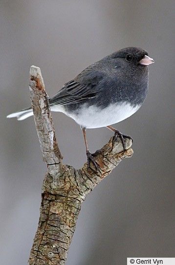 Dark-eyed Junco - | Birds of North America Online Indiana Pennsylvania, Junco Bird, Ohio Winter, Ohio Birds, Snow Birds, Birds Of North America, Winter Birds, Bird Aviary, Life List