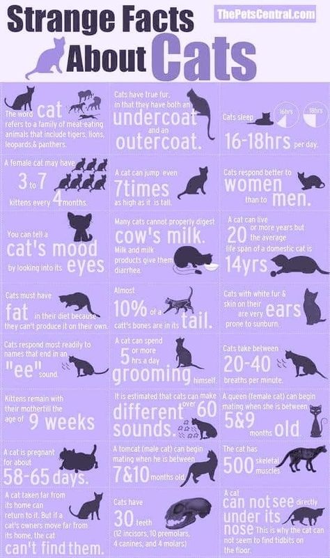 Cat Owner Tips, First Time Cat Owner, Word Cat, Cat Proofing, Cat Ages, Cat Language, Cat Hacks, Cat Care Tips, Kitten Care