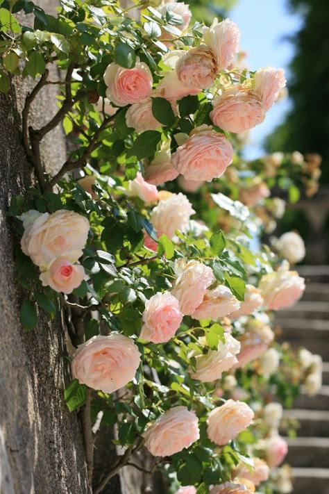 Roses On House, Climbing Roses On House, Climbing Flowers Trellis, Rose Garden Ideas, Crafts For Home Decor, Victorian Flowers, Beautiful Flowers Garden, English Rose, Romantic Garden