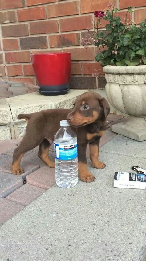 Red Doberman Pinscher Puppies, Brown Doberman Pinscher, Red Doberman Puppy, Brown Doberman Puppy, Baby Doberman, Doberman Puppy Red, Brown Doberman, Red Doberman Pinscher, Doberman Puppies For Sale