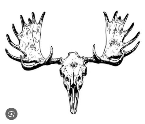 Moose Skeleton Tattoo, Deer Skull Back Tattoo, Bull Moose Tattoo, Moose Skull Drawing, Animal Skulls Tattoo, Skull Drawing Animal, Moose Antlers Tattoo, Moose Tattoos, Caribou Tattoo