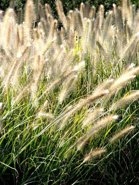 The Prettiest Ornamental Grasses for Sun and Shade | HGTV - Fountain Grass  Let the sunshine in. Fountain grass (Pennisetum alopecuroides) 'Hameln' flowers best in full sun, although it can take partial shade. Hardy in Zones 5-9, the plants produce fluffy, buff-colored blooms from late summer to fall; birds are attracted to their seeds. This ornamental grass grows 18-30" tall in spreading clumps. In urban areas, 'Hameln' withstands drought and air pollution. It can also tolerate the wet soil in Ornamental Grasses For Shade, Pennisetum Alopecuroides Hameln, Ornamental Grass Landscape, Pennisetum Alopecuroides, Shade Grass, Japanese Forest, Privacy Plants, Fountain Grass, Grasses Landscaping