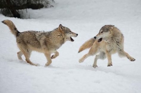 Inbreeding in Scandinavian wolves is worse than we thought | ScienceNordic Wolf Pups Playing, Wolves Playing, Wolf Playing, Wolf Reference, Wolf Poses, Wolf Dreamcatcher, Wolf Running, Deer Photos, Wolf Images