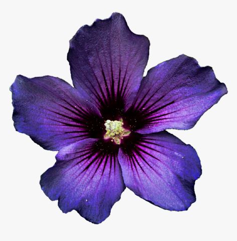 Flower No Background, Nicholas Avery, Background Hd Png, Flower Png Transparent, Background Hd, No Background, Purple Flower, Png Download, Transparent Png