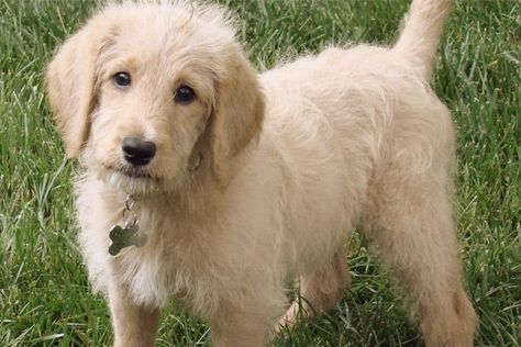 Dogs That Don't Shed: 23 Hypoallergenic Dog Breeds Best Hypoallergenic Dogs, Non Shedding Dogs, Australian Silky Terrier, Hypoallergenic Dog Breed, Griffon Dog, Spaniel Breeds, French Dogs, Kerry Blue Terrier, Hypoallergenic Dogs