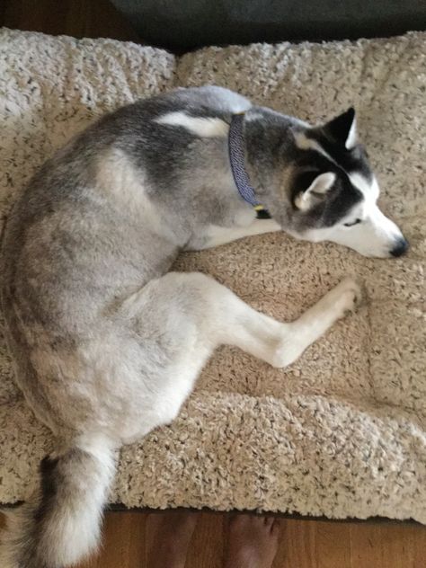 My husky with short hair is still cute Husky Haircut, Husky White, Husky Man, Husky Puppies For Sale, Haircut Pictures, My Husky, Siberian Husky Puppies, Siberian Huskies, A Husky