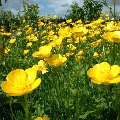 My grandma's yard was full of buttercups... I remember she taught me to hold it up under my neck, if your neck turned yellow it meant you loved butter! Always loved butter!LK Flower Desktop Wallpaper, Buttercup Flower, Solitary Bees, Flower Meanings, Trendy Flowers, Language Of Flowers, Ranunculus, Mellow Yellow, The Grass