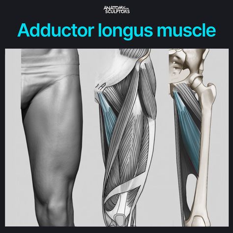 ArtStation - Adductor longus muscle, Anatomy For Sculptors Adductor Longus Muscle, Adductor Longus, Anatomy Books For Artists, Leg Muscles Anatomy, Anatomy For Sculptors, Anatomy Tips, Leg Anatomy, Anatomy Practice, Muscle Anatomy