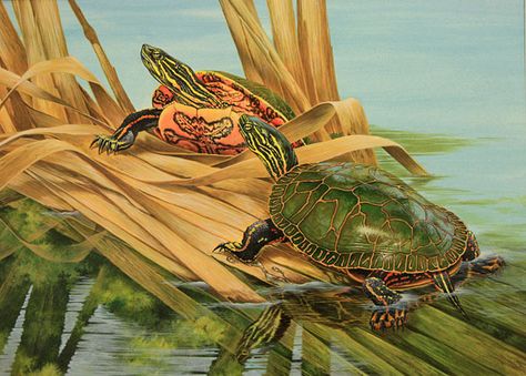 Oregon Department of Fish and Wildlife Two Turtles, Nature Magazine, Everyday Art, Turtle Painting, Turtle Art, Nature Posters, Collage Background, Art Competitions, A Pond