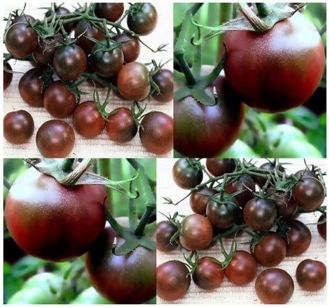 Black Cherry Tomato, Cherry Tomato Plant, Cherry Tomato Recipes, Organic Vegetable Garden, Cherry Tomato, Tomato Seeds, Tomato Plants, Heirloom Tomatoes, Organic Vegetables