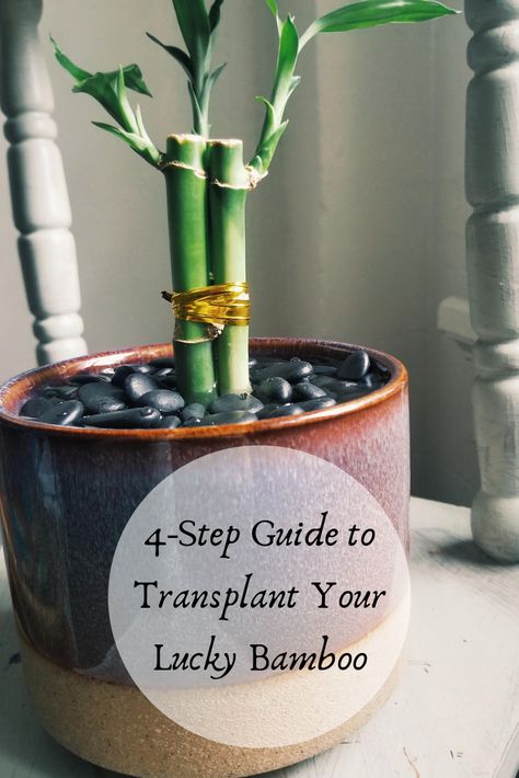 Easy 4-step guide to transplanting your lucky bamboo into a bigger pot. How To Plant A Bamboo Plant, Bamboo Indoor Plant Ideas, Planting Bamboo In Pots, Transplanting Bamboo Plants, Bamboo Plant Indoor, Lucky Bamboo Care, Indoor Bamboo Plant, Bamboo Plant Decor, Bamboo House Plant