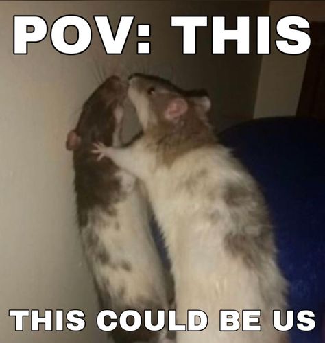 2 Rats Together, Rat Reaction Pics, Cursed Rats Images, Rat Memes Humor, Two Rats Kissing, Rats Kiss, Rats Holding Hands, Rat Besties, Rats Hugging