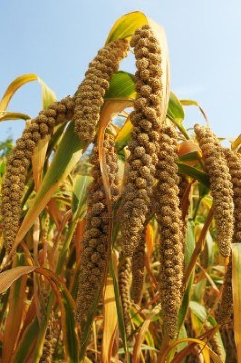 Millet Field Millet Plant, Agriculture Photos, Motion Graphics Typography, Buddha Painting, Field Of Dreams, Autumn Scenery, Propagating Plants, Millet, Naturally Beautiful