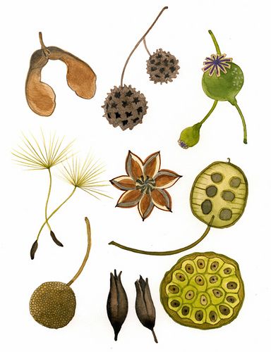 Every problem has in it the seeds of its own solution. If you don't have any problems, you don't get any seeds.. - Norman Vincent Peale Seeds Illustration, Seed Pods Art, Seed Illustration, Seed Art, Seed Pots, Seed Heads, 그림 낙서, Elements Illustration, Seed Pod