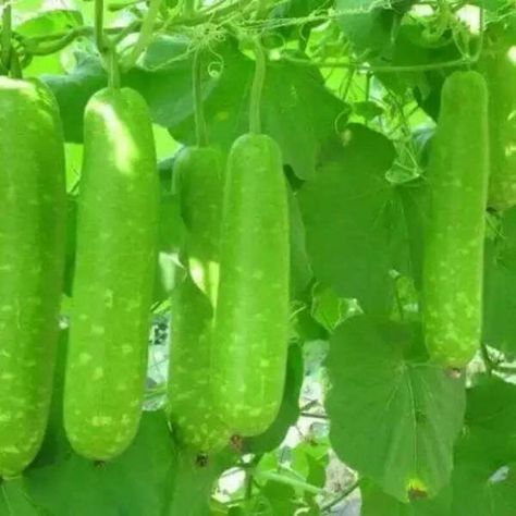 30 Long Bottle Gourd Seeds Bottle Gourd, Bountiful Harvest, Organic Matter, Kitchen Garden, Planting Seeds, Garden Seeds, Gourds, Fruits And Vegetables, Garden Plants