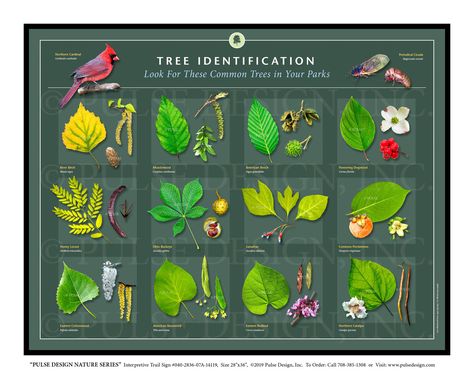 Outdoor Interpretive Signs Tree and Leaf Identification Guides Parts of Tree Anatomy — Pulse Design Outdoor Interpretive Signs Nature Trail Signs, Leaf Identification Chart, Tree Anatomy, Tree Leaf Identification, Florida Trees, Leaf Identification, Tree Id, Pecan Tree, Tree Support