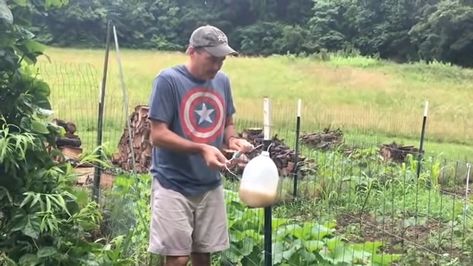 How To Make A DIY Japanese Beetle Trap And Save Your Garden - YouTube Diy Japanese Beetle Trap, Asian Beetle, Japanese Beetle, Lady Beetle, Japanese Beetles, Fly Traps, Short Story, Japanese Women, Save Yourself