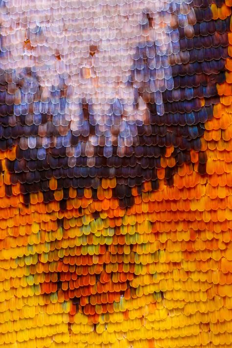 I Combine Thousands Of Photos To Create One Image Of A Butterfly Wing | Bored Panda Extreme Macro Photography, Butterfly Texture, Butterflies And Dragonflies, Waste Art, Microscopic Photography, Bio Art, Butterfly Wing, Abstract Nature, Patterns In Nature