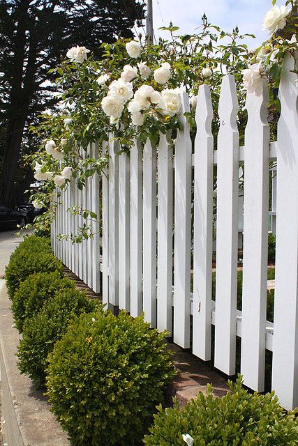 Beach cottage fence - nice, this softens the fence and makes it look not so stark. Literally gives it a "grounding" so it doesn't look plopped there. Privacy Fence Landscaping, Garden Fences, Picket Fences, Outdoor Deco, Backyard Privacy, Front Yard Fence, White Picket Fence, Privacy Screens, Fence Landscaping