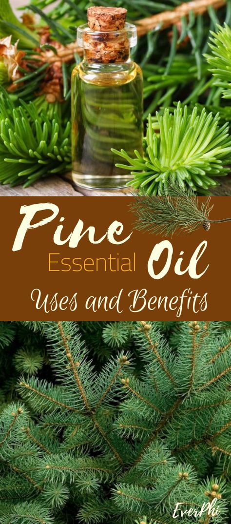 Pine essential oil is a powerful expectorant that can cause irritation in the mucous membrane, causing an increase of bronchial secretion (for defense) and facilitate the expulsion of phlegm and mucus through the cough. #pineessentialoil #usesofpineoil #aromatherapyeverphi Diy Pine Essential Oil, Diy Pine Oil, How To Make Pine Oil, Pine Essential Oil Benefits, Pine Needle Oil, Pine Needle Essential Oil, Oil Distiller, Scots Pine, Pinus Sylvestris