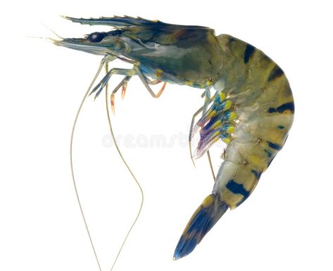 Raw black tiger prawn. Isolated on white background , #AFF, #tiger, #black, #Raw, #prawn, #background #ad Tiger Prawn, Tiger Prawns, Giant Tiger, Black Tiger, Black Tigers, Freshwater Fish, Stock Photography, Photo Image, White Background