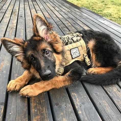 German Shepherd Army Dogs, Adorable German Shepherd, German Shepherd Service Dog, Baby German Shepherds, Shepard Dog, Army Dogs, Puppy Obedience Training, Positive Dog Training, Easiest Dogs To Train