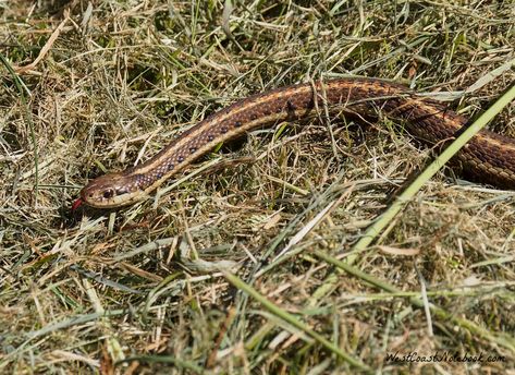 This northwestern garter snake is literally a snake in the grass.  Not to be confused with a sneaky person who appears harmless or even friendly but in fact, is treacherous.  I was out taking pictures of birds one hot summer day when a robin attracted my attention.  He was hopping around in a frantic manner and darting at something in the grass. #snake #naturepicture Fear Of Snakes, Grass Snake, Pictures Of Birds, Poisonous Snakes, Snake In The Grass, Garter Snake, Land Animals, Donna Tartt, End Of Term