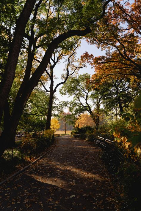 Photos of Peak NYC Fall Foliage in Fort Greene, Brooklyn Fall Foliage Map, Fort Greene Brooklyn, Hudson New York, Nyc Fall, To Do In New York, Nyc Park, Travel Photography Tips, New York City Travel, Beautiful Travel